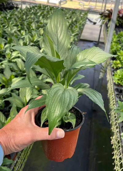 4" Spathiphyllum Platinum Mist  